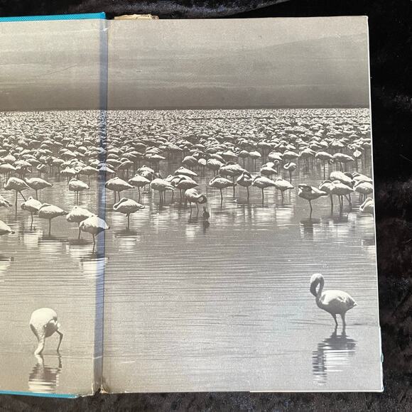 The Treasury of Birds | 1972 | Vintage Bird Book - Picture 9 of 10